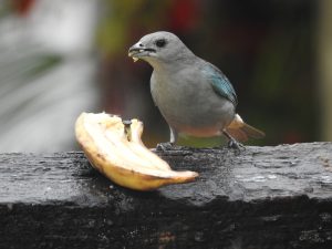 Graublauer Bambus-Ameisenwürger