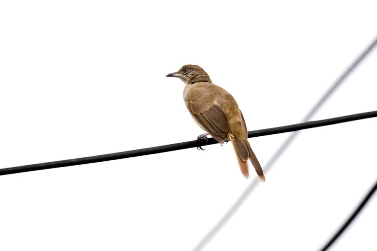 Graudrossel (Iole propinqua) im Steckbrief Merkmale, Vorkommen