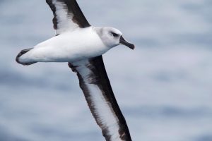 Grauer Albatros
