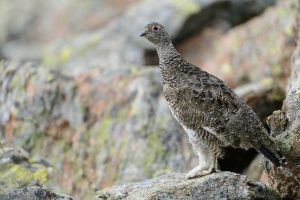 Graufeder-Seedsnipe