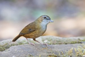 Graukopf-Drongo