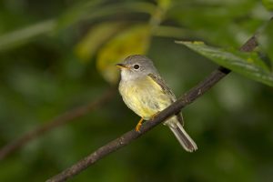 Graukopf-Fliegenschnäpper