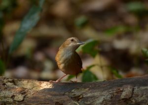 Graurücken-Nektarvogel