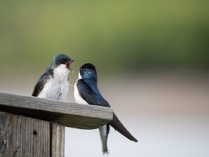 Great Woodswallow