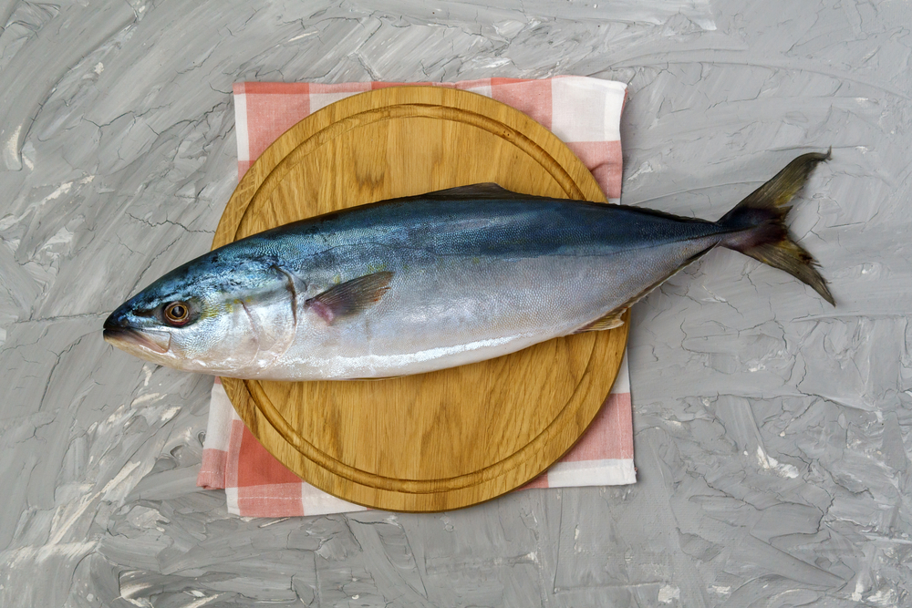 Große Bernsteinmakrele (Seriola dumerili) im Steckbrief Merkmale