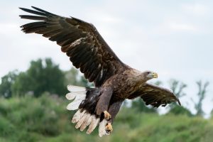 Große Fregattvogel