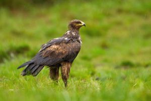 Großer Schreiseeadler