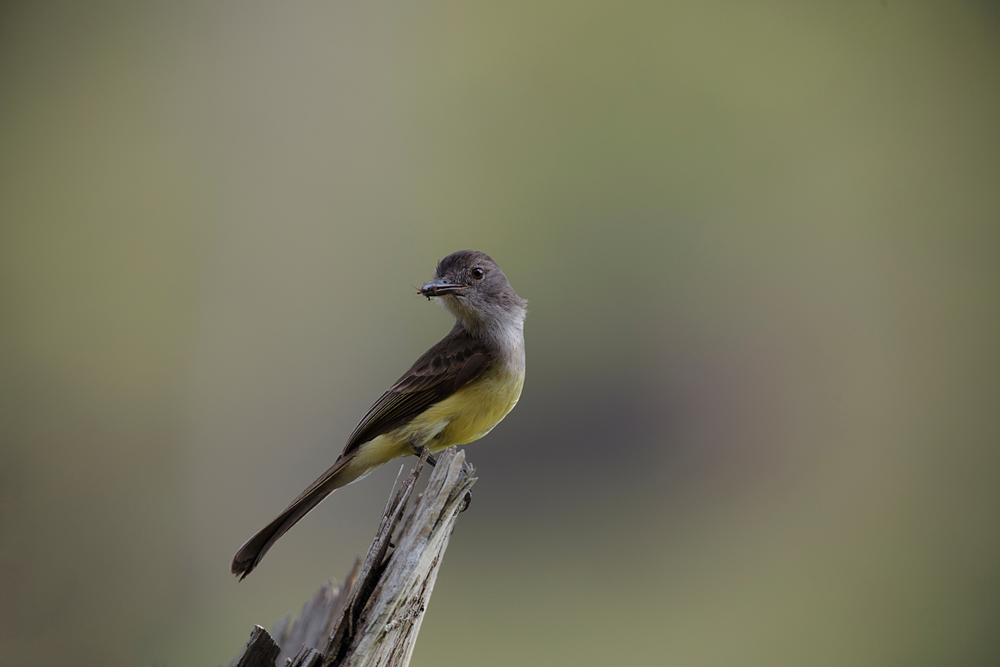 GrünElaenia (Myiopagis viridicata) im Steckbrief Merkmale, Vorkommen