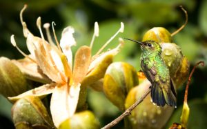 Grünbauch-Mangokolibri
