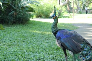 Grüner Pfau