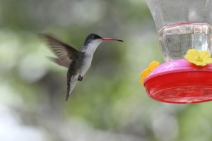 Grünschwanz-Mangokolibri