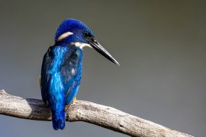 Halbring-Eisvogel