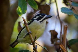 Helmbusch-Bartvogel