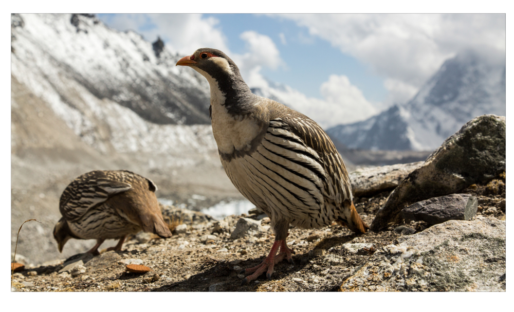 HimalayaSchneehuhn (Tetraogallus himalayensis) im Steckbrief