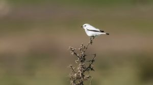 Hinterkopf-Schopfyuhina