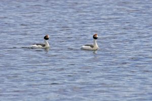 Hoary-headed Grebe