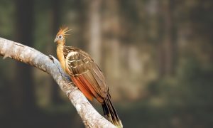 Hoatzin