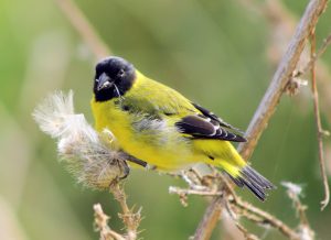 Hooded Siskin