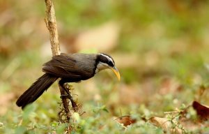 Horsfield-Scimitarbabbler