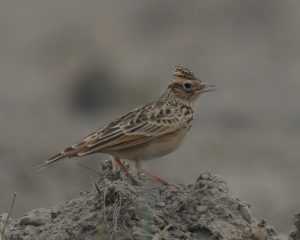 Indische Lerche