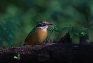 Indische Pitta