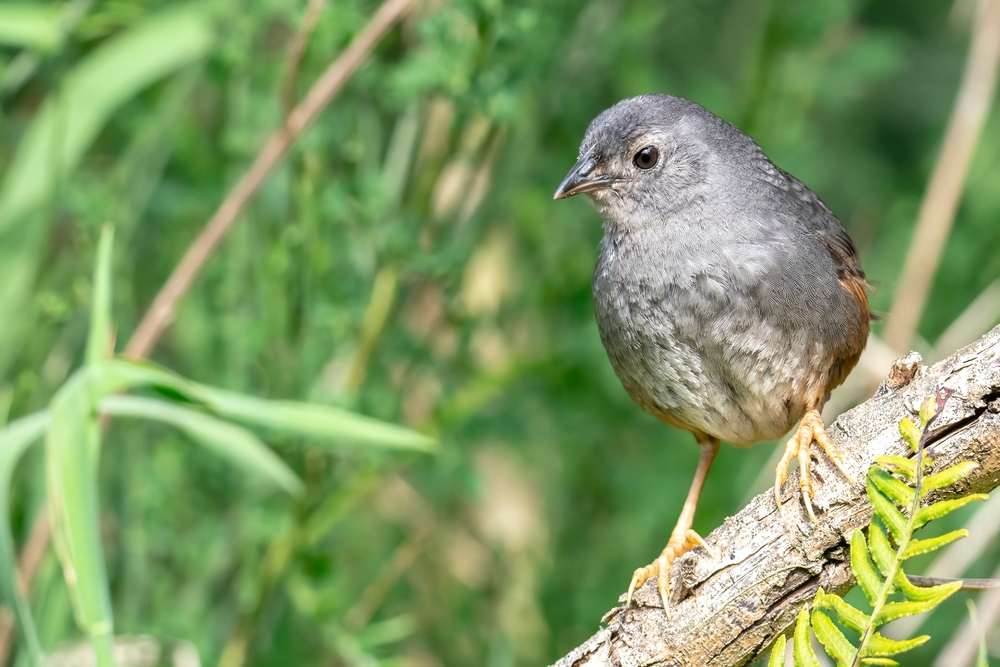 IraíTapaculo (Scytalopus krabbei) im Steckbrief Merkmale, Vorkommen