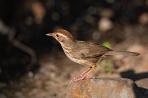 Kastanienkopf-Augenbrauenbabbler