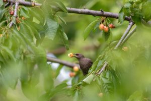 Kenricks Flügelhornvogel