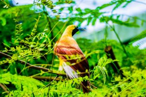 Kleiner Paradiesvogel