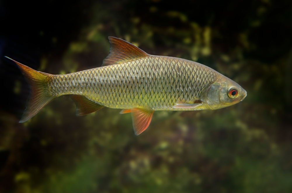 Koppe (Squalius cephalus) im Steckbrief Merkmale, Vorkommen