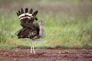 Kori-Bustard