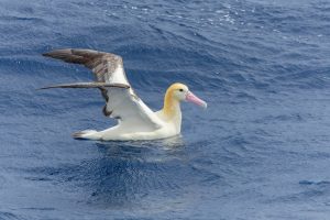 Kurzschwanz-Albatros
