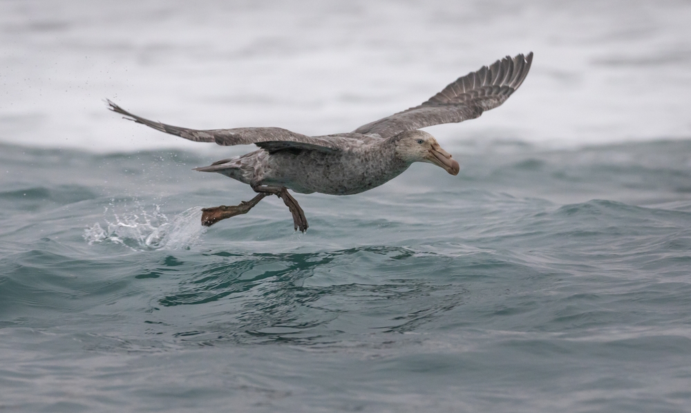 LangflügelSturmvogel im Steckbrief Merkmale, Vorkommen, Verhalten etc.