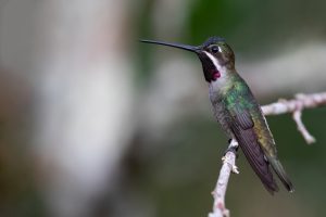 Langschnabel-Sternkolibri