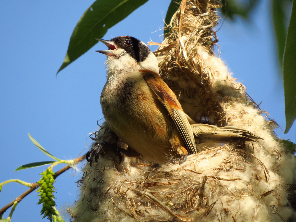 Beutelmeisen (Remizidae) Tierenzyklopaedie