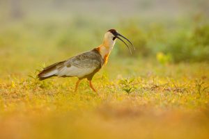Lappenibis