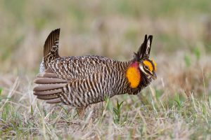 Lesser Prairie-Chicken