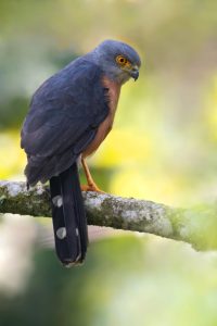 Madagaskar-Sperber