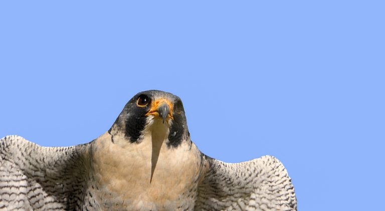 Madagaskar-Sperberhabicht