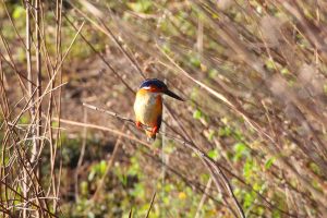 Madagaskar-Zwergeisvogel