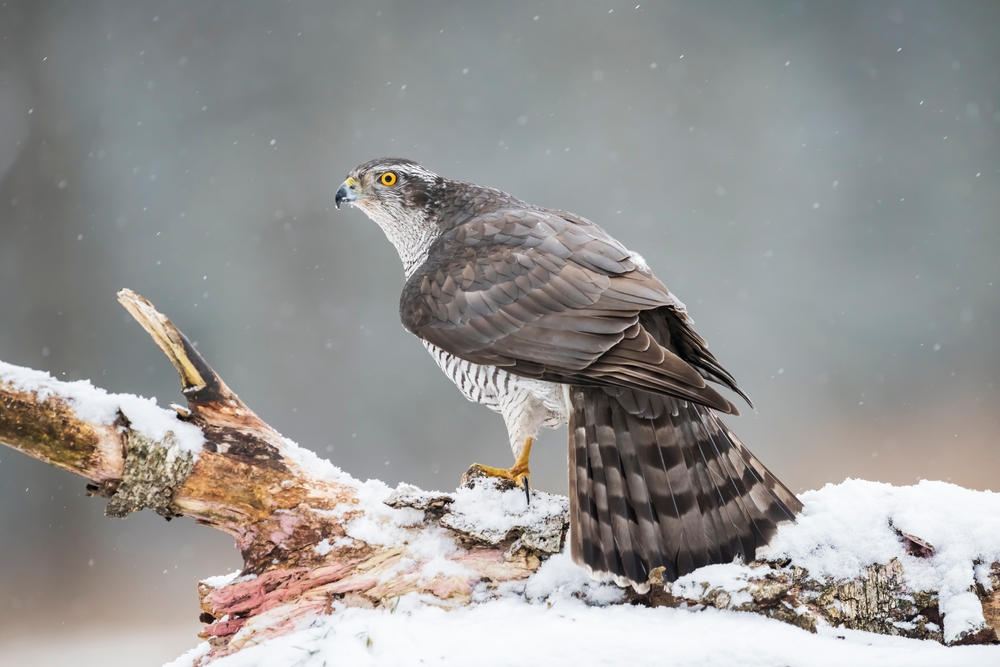 Madagaskarhabicht (Accipiter henicogrammus) im Steckbrief Merkmale