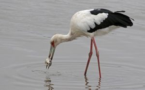 Maguari-Storch