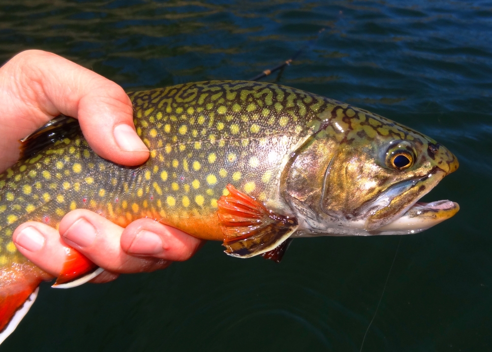 Malma (Salvelinus malma) im Steckbrief - Merkmale, Vorkommen, Verhalten ...
