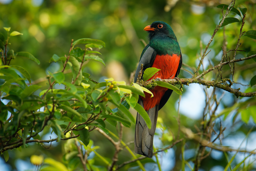 Mexikanischer Quetzal (LangschwanzQuetzal) im Steckbrief Merkmale
