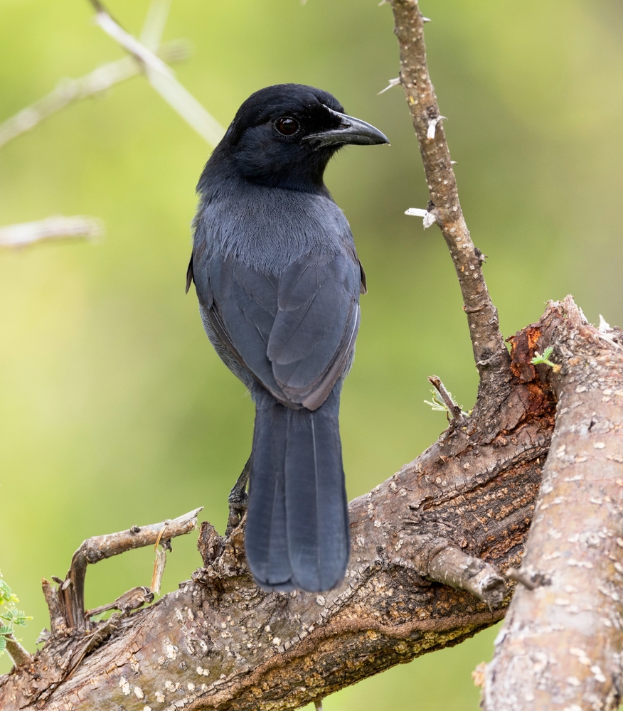 Mohrenwürger (Laniarius holomelas) im Steckbrief Merkmale, Vorkommen