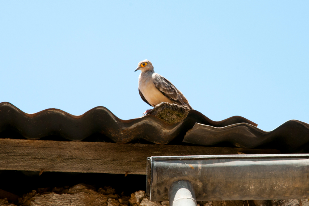 Morenos Erdtaube im Steckbrief Merkmale, Vorkommen, Verhalten etc.