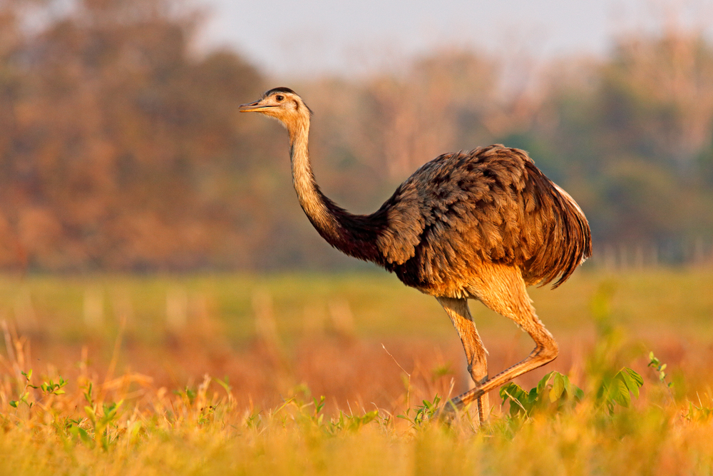 Nandu (Rhea americana) im Steckbrief Merkmale, Vorkommen, Verhalten etc.