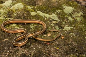 Narrow-headed Garter Snake