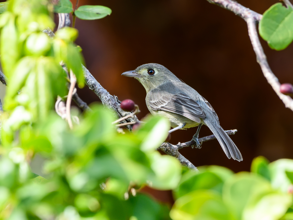 NelsonWaldsänger (Vireo gundlachi) im Steckbrief Merkmale, Vorkommen