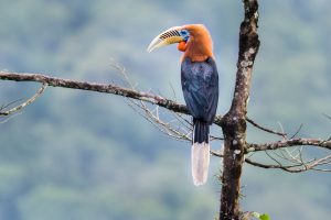 Nepal-Hornvogel